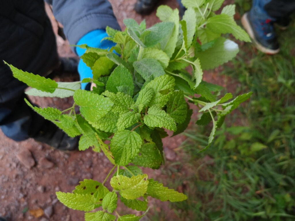 Naturapotheke